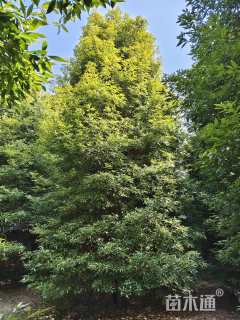 14公分金丝楠木