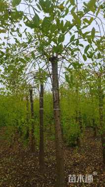 8公分金枝龙爪槐