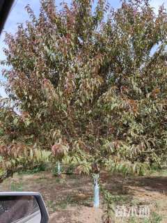 15公分红叶碧桃