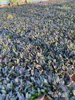 高度15厘米多花筋骨草