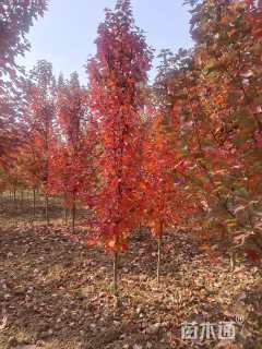 30公分美国红枫-十月光辉