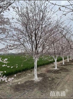 10公分染井吉野樱