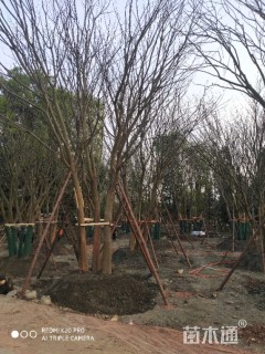 15公分丛生朴树