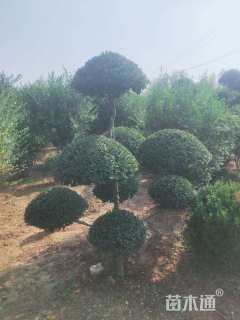 5公分造型小叶女贞