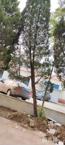 高度9000厘米柏树