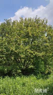 30公分亚当海棠