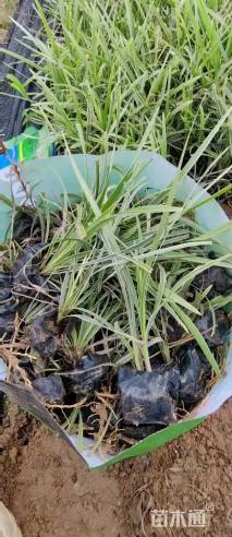 高度20厘米银边麦冬