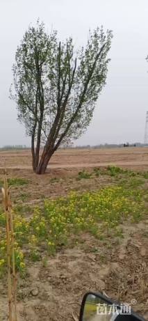 高度8000厘米丛生蒙古栎