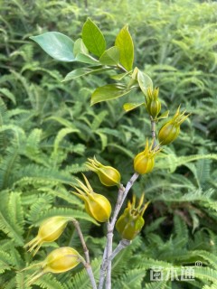 高度200厘米栀子花