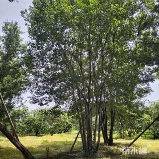 15公分(5杆)丛生朴树