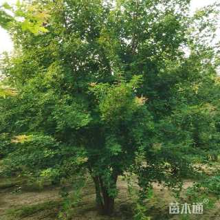 高度500厘米丛生元宝枫