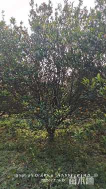 高度350厘米砂糖桔