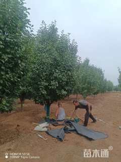 12公分八棱海棠