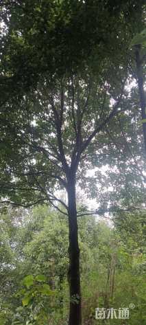 20公分(1杆)丛生香樟