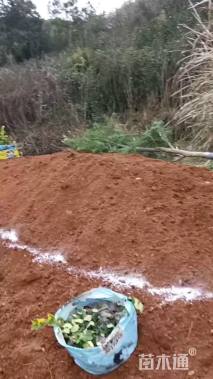 高度100厘米羽毛枫