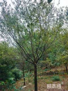 25公分榔榆