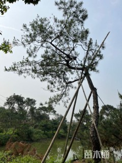 高度800厘米油松