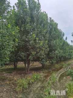 高度6500厘米丛生白蜡