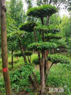 10公分造型金叶榆