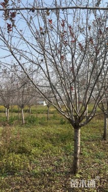 12公分北美海棠