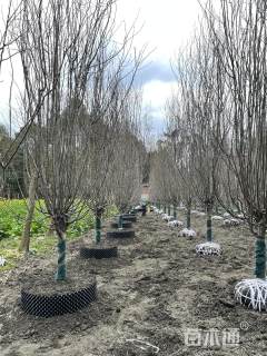 12公分西府海棠