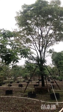 30公分紫花风铃木