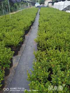 高度40厘米杜鹃