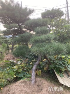 18公分造型油松