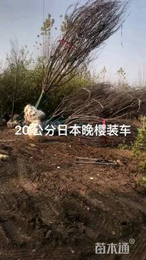 18公分日本晚樱