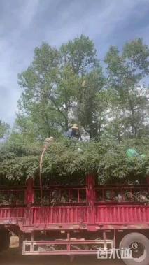 高度300厘米云杉