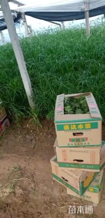 高度50厘米旱伞草