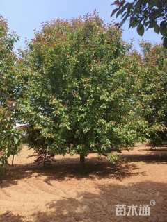 15公分亚当海棠