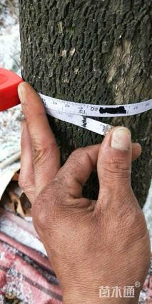 高度5000厘米黄杨