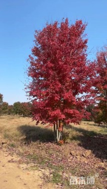 高度850厘米丛生美国红枫