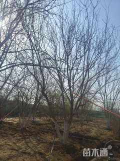 高度500厘米丛生五角枫