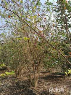 高度500厘米丛生紫薇