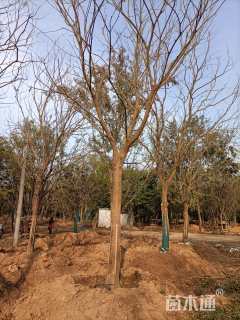 25公分朴树