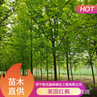 12公分美国红枫