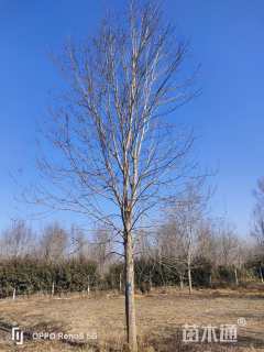 18公分美国红枫