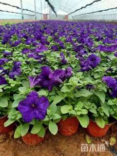 高度15厘米矮牵牛