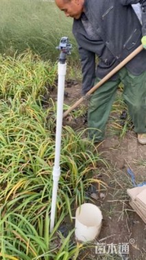 高度25厘米大花萱草