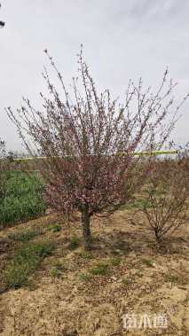 15公分垂丝海棠