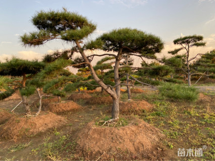 15公分造型油松