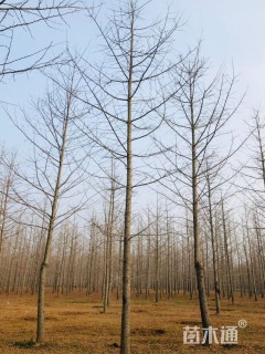 17公分鸭尾银杏