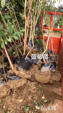 高度40厘米蓝莓