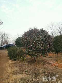 高度4500厘米美人茶