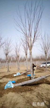 11公分嫁接香花槐