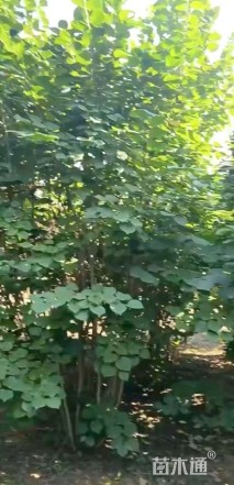 高度350厘米丛生紫荆