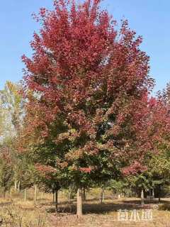 20公分美国红枫