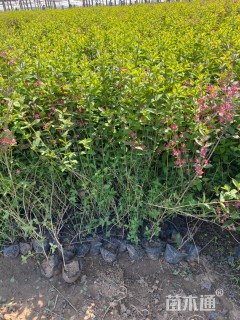 高度120厘米金银木